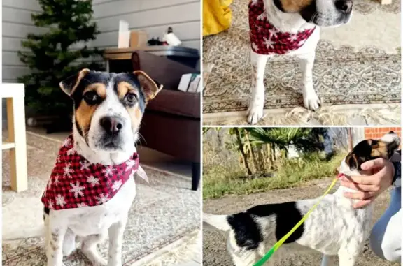 Найдена собака, Сочи, фото: Найдена собака, ул. Чекменева, 16А, Сочи