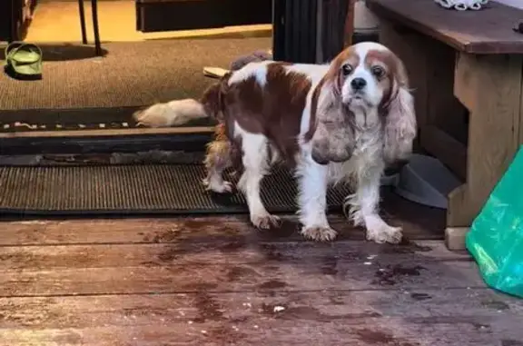 Найдена собака, Зеленоградский, фото: Найдена собака, Овражная ул., Зеленоградский