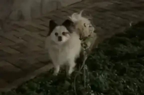 Найдена собака, Краснодар, фото: Собака найдена: Заполярная 35 к1, Краснодар