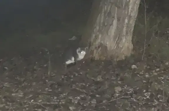 Найдена кошка, Ижевск, фото: Кошка найдена на Карла Маркса, 258