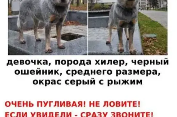 Пропала собака, Октябрьский пер., 11