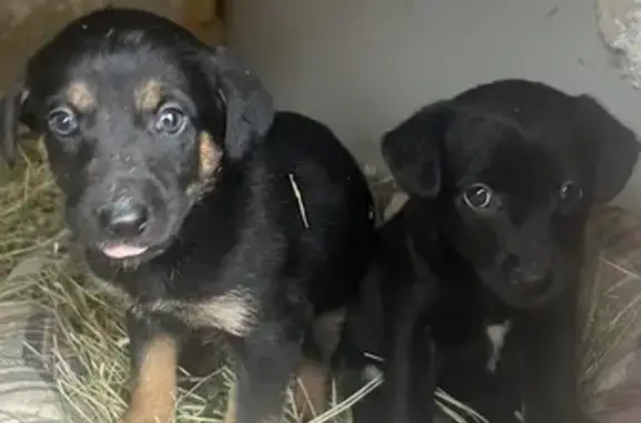 Найдена собака, Ленинакан, фото: Щенки найдены в Ленинакане, Ростовская область