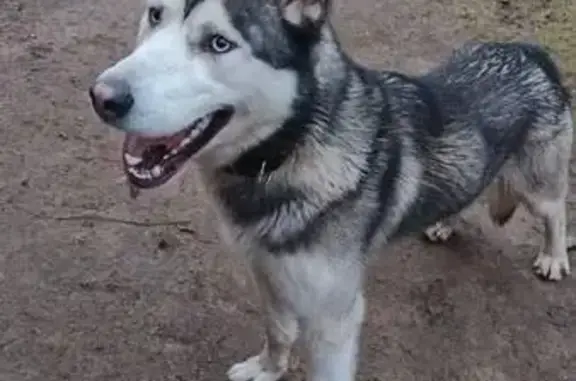 Найдена собака, Ольшаники, фото: Собака найдена: п. Ольшаники 41А-025