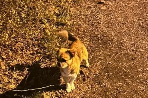 Найдена собака, Ставрополь, фото: Собака найдена: ул. Пирогова, 64/4, Ставрополь