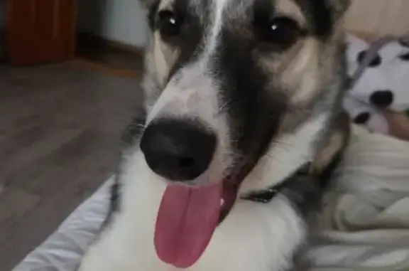 Пропала собака в Нижне-Маслово, МО