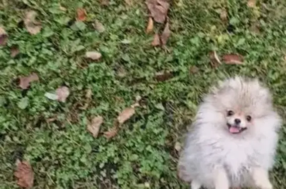 Пропала собака на Советской улице, Видное