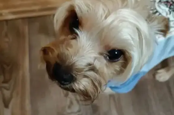 Найдена собака, Нововоронеж, фото: Йорк найден на Космонавтов 6, Нововоронеж