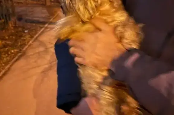 Найдена собака, Москва, фото: Йорк найден: Рублёвское шоссе 97к3, Москва