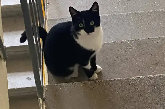 Найдена кошка, Евпатория, фото: Кошка найдена у Чапаева, 93, Евпатория