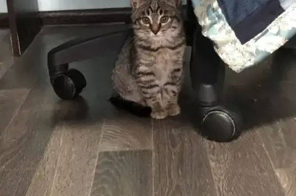 Найден котенок. Девочка. Явно потеряшка. Чистая, ухоженная, ласковая. К лотку приучена, ласковая. Не можем оставить, так как дома две большие собаки. Ищем старого или нового хозяина.