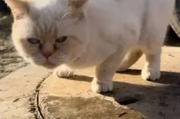 Найдена кошка, Волгоград, фото: Кошка найдена: ул. Адмирала Ушакова, 10