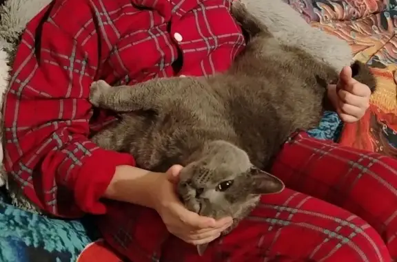 Пропал серый шотландец, 9-й Нов. пер., 56