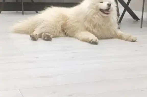 Найдена собака, Москва, фото: Ласковый пёс найден в Каменном, Удмуртия