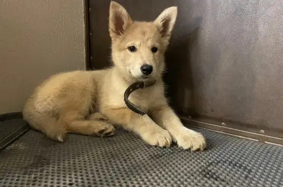 Объявления о пропавших и найденных животных, Прогресское, фото: Щенок найден в подъезде, Прогресское СП