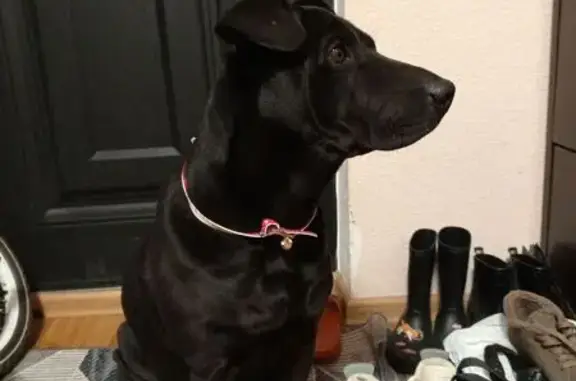 Найдена собака, Краснодар, фото: Собака найдена: ул. 40 лет Победы, 145