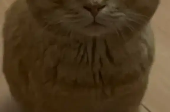 Пропал рыжий кот, ул. Лободина 27, Черкесск