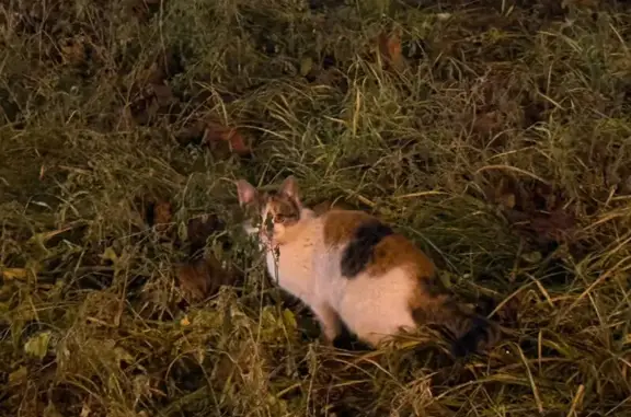 Найдена кошка, Медведево, фото: Кошка найдена на ул. Сергея Жилина, 5