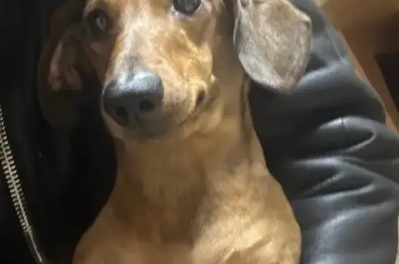 Найдена собака, , фото: Такса найдена в районе Дубки, Йошкар-Ола