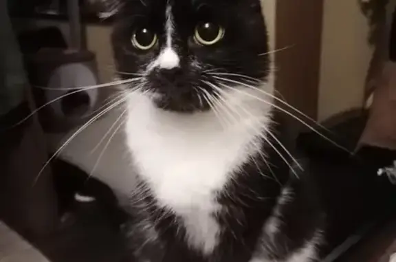 Кошки потеряшки, Краснодар, фото: Потеряшка кошка, ул. Гагарина 46/1, Яблоновский