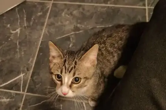 Найдена кошка, Санкт-Петербург, фото: Кошка найдена: наб. канала Грибоедова, 29