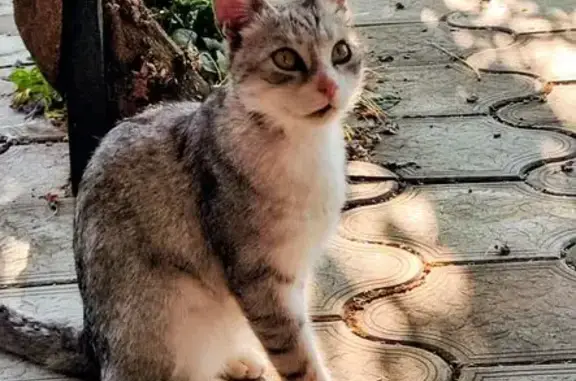 Пропала кошка, Степная 421, Елизаветинская