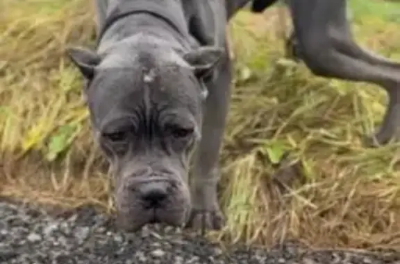 Найдена собака, Федюково, фото: Найдена собака на Спортивном проезде, Федюково