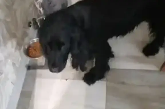 Найдена собака, Сокол, фото: Спаниэль найден в Холмогорах, Вологда