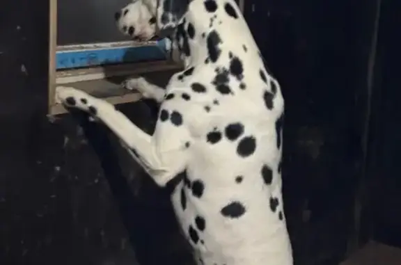 Найдена собака, Истра, фото: Далматинец найден на Савельевском шоссе