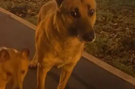 Пропала собака в Химках!