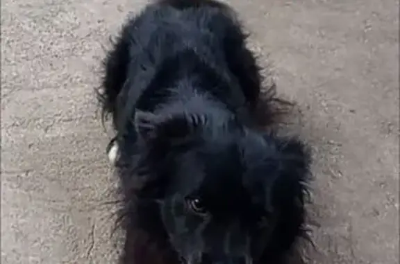 Собаки потеряшки, Гродно, фото: Потеряшка собака, ул. Димитровка 50, Гродно