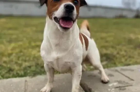 Пропала собака, пр. Строителей 8!