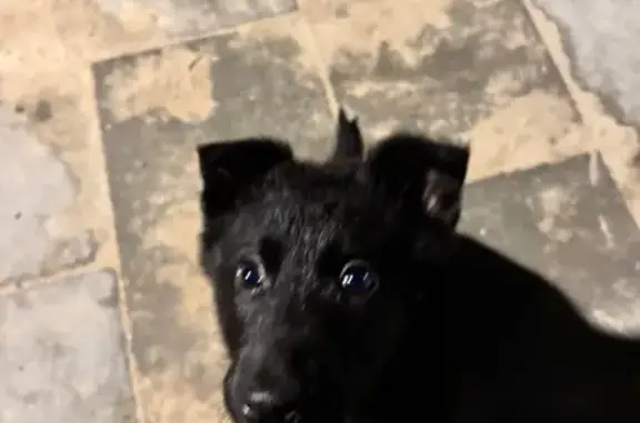 Объявления о пропавших и найденных животных, Людиново, фото: Собака найдена в Людиново, Калужская обл.