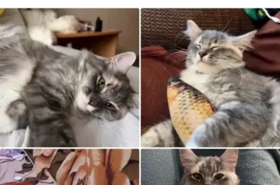 Пропала кошка, ул. Юных Натуралистов, 14