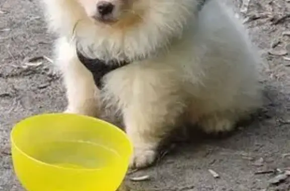 Пропала собака, ул. Дзержинского 121, Челябинск