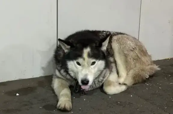 Найдена собака, Омск, фото: Собака найдена на Омской ул. 158 к1, Омск