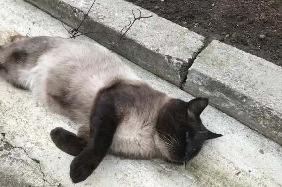 Пропал сиамский кот, Тихвинка, Смоленск