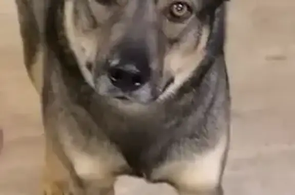 Пропала собака, Качевская ул., Рязань