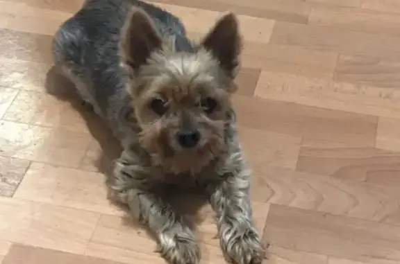 Пропала собака, ул. Крупской, 4/1