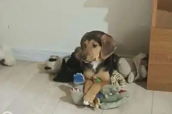 Пропала собака на Пролетарской, 28, Чебоксары