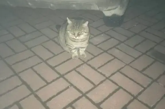 Пропал кот, Барочная ул. 7, СПб