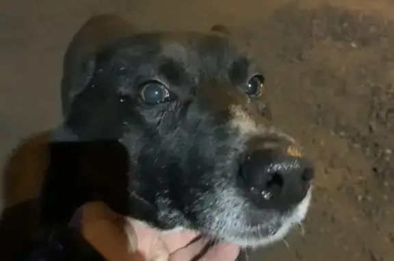 Найдена собака, Житнево, фото: Собака найдена у КПП, 46К-4080, Житнево