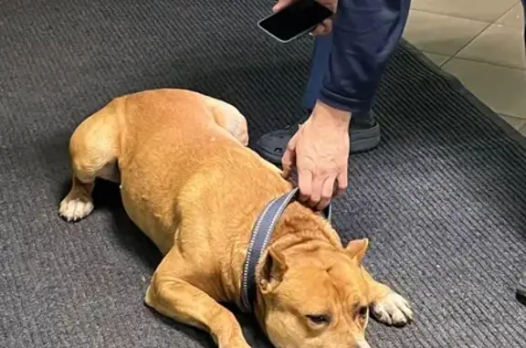 Найдена собака, Калининград, фото: Стаффорд найден: ул. Нарвская 52, Калининград