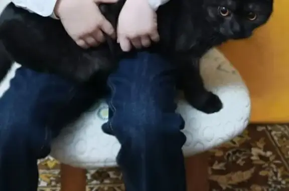 Кошки потеряшки, Златоуст, фото: Потеряшка кошка на Инкубаторной, 19, Златоуст