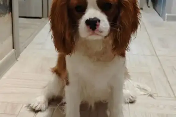 Пропал щенок, Кольский проспект, Мурманск