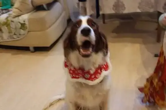 Пропала собака, Яхрома, Восточная 20