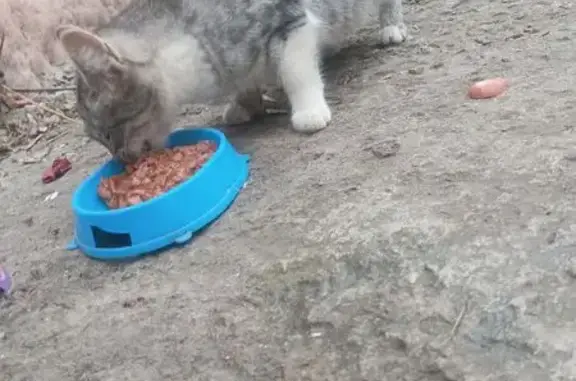 Найдена кошка, Тула, фото: Найдены кошки, Тула, Луначарского 9