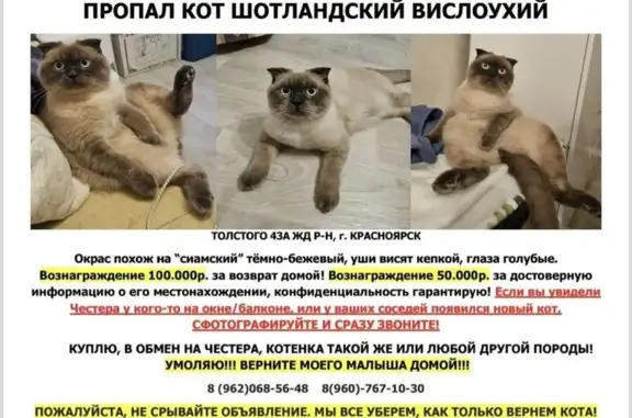 Пропал кот, ул. Льва Толстого, 43А, Крск