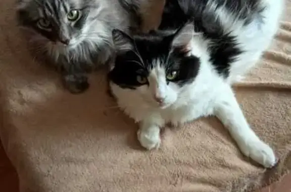 Пропали коты, Приволжская ул., 12