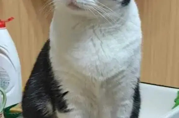 Пропала кошка в Ревде, Свердловская область