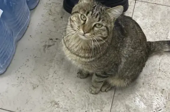 Найденные животные Владивосток, фото: Кошка найдена, ул. Горшкова, Владивосток